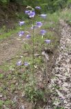 Campanula praealta