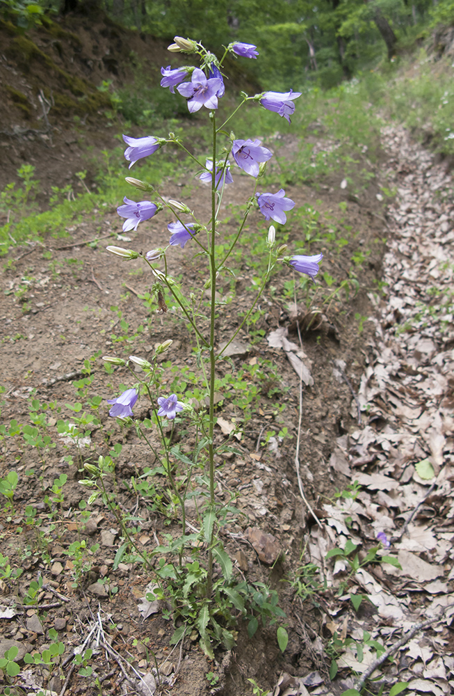 Image of Campanula praealta specimen.