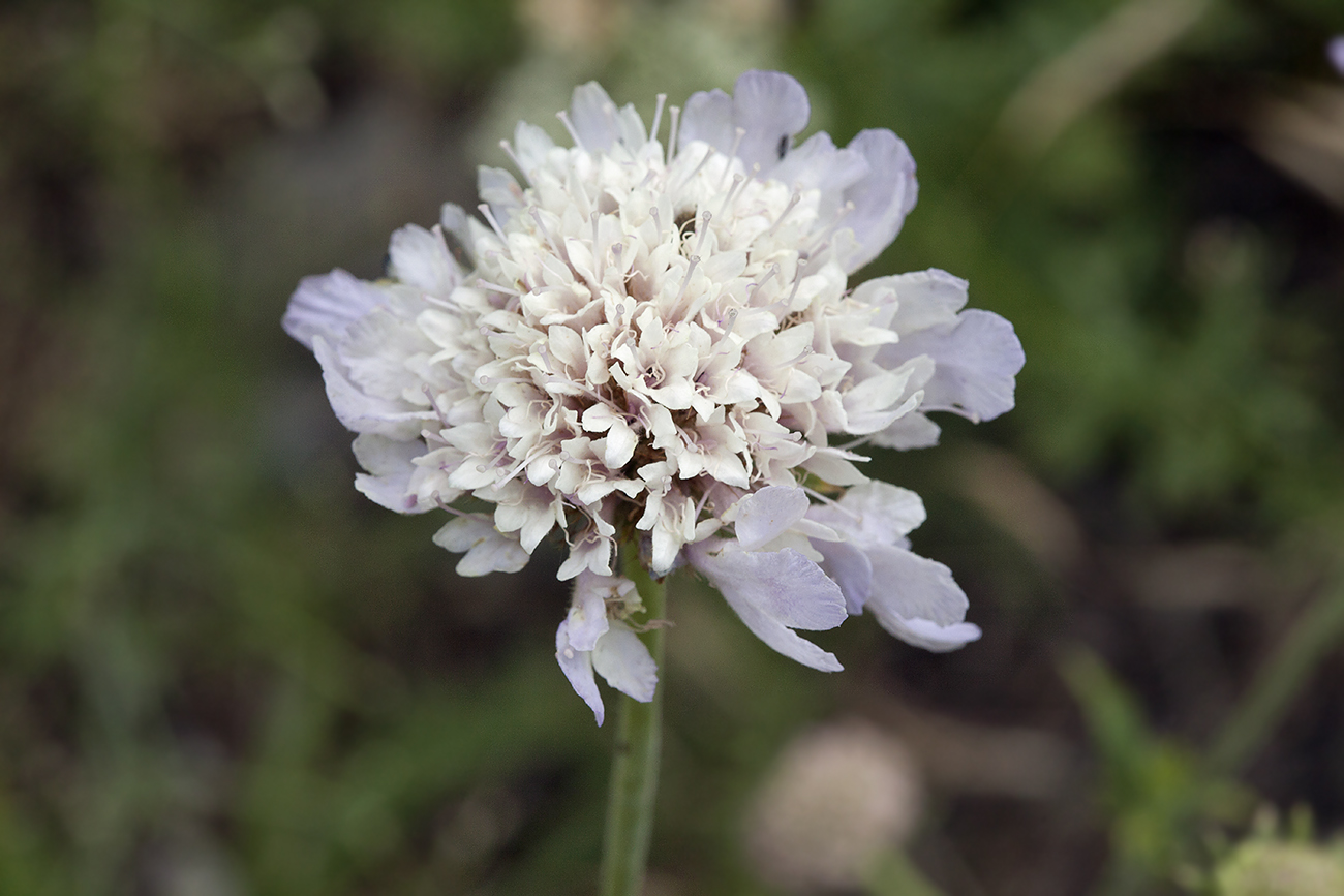 Image of Lomelosia songarica specimen.