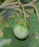 Solanum incanum