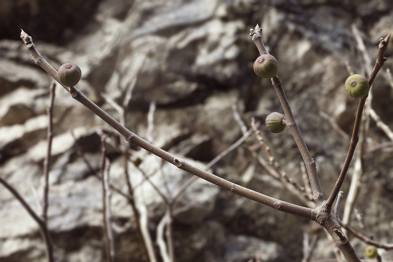 Image of Ficus carica specimen.