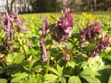 Corydalis solida. Цветущие растения. Тамбовская обл., г. Тамбов, парк \"Усадьба Асеевых\". 18.04.2019.