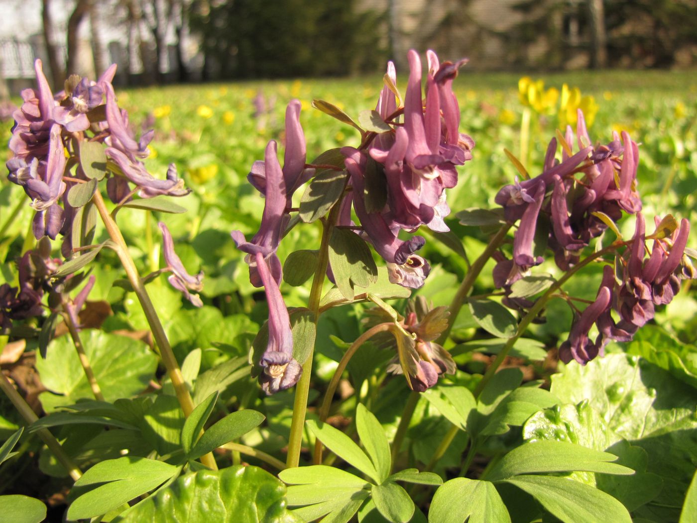 Image of Corydalis solida specimen.