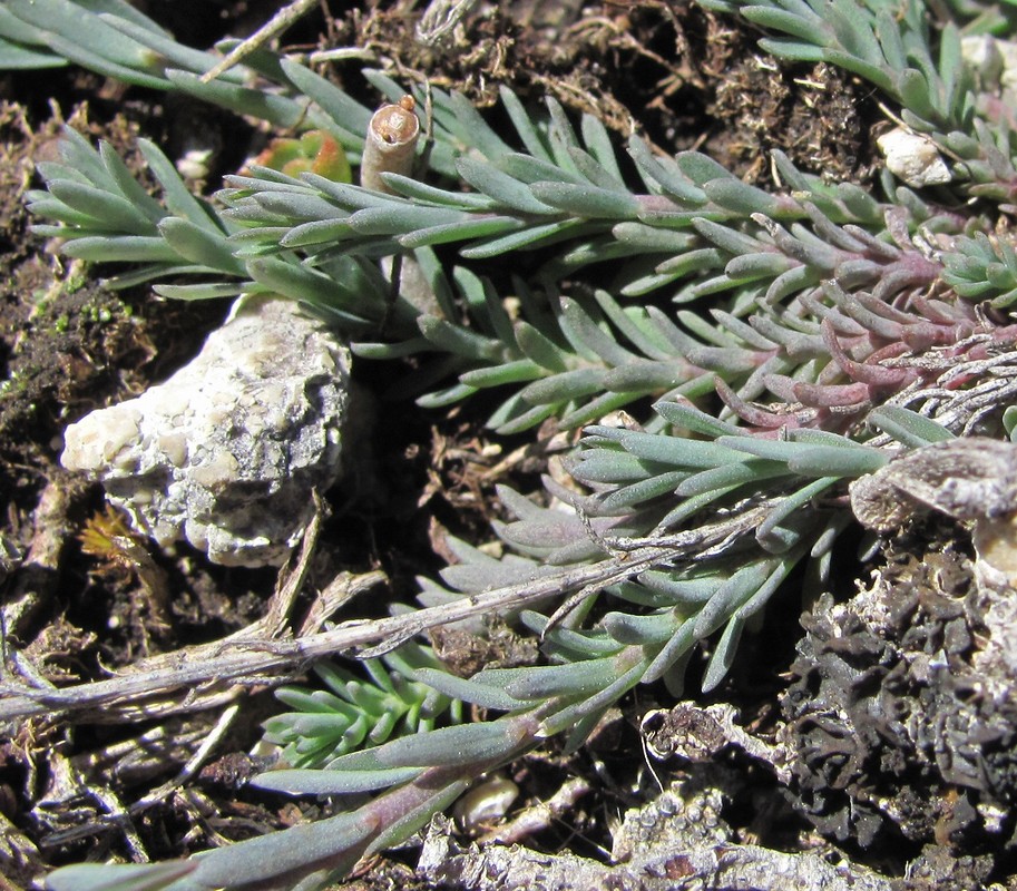 Image of Linum austriacum specimen.