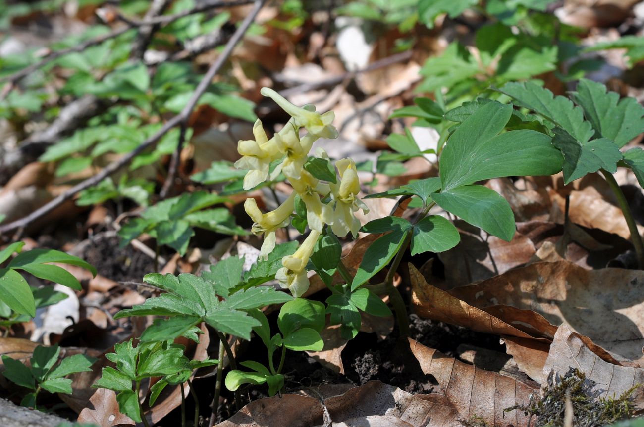 Изображение особи Corydalis marschalliana.