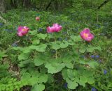 Paeonia daurica. Цветущие растения в сообществе с Aegonychon purpureocaeruleum. ЮВ Крым, горный массив Эчки-Даг, дубовый лес. 13 мая 2019 г.