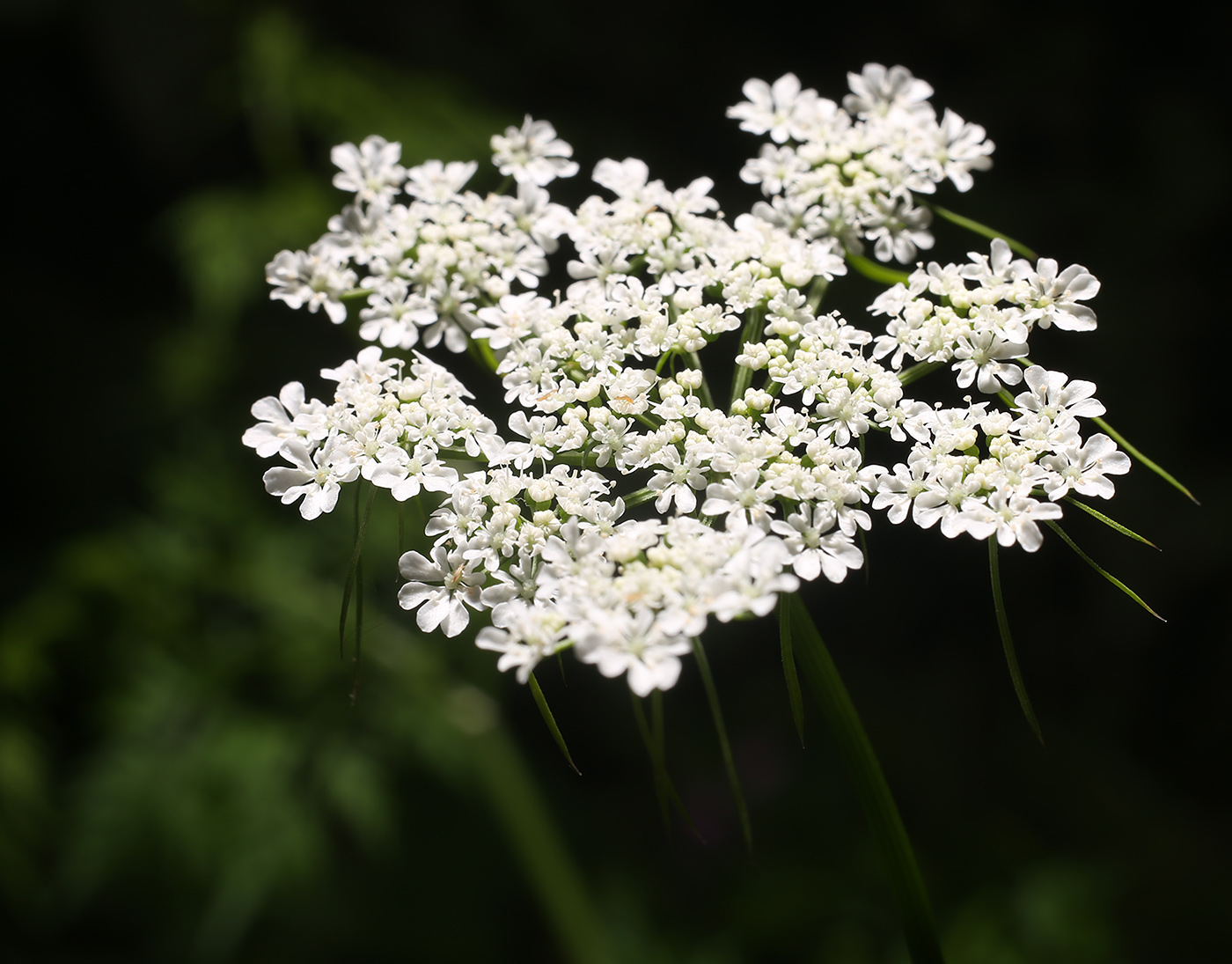 Изображение особи Aethusa cynapium.