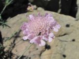 род Scabiosa. Соцветие. Дагестан, Кумторкалинский р-н, хр. Нарат-Тюбе, каменистый склон. 02.06.2019.