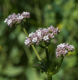 Valeriana dubia