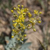 Haplophyllum ferganicum. Цветки и завязи. Узбекистан, Наманганская обл., Янгикурганский р-н, окр. пгт Янгикурган, сев. берег Эскиерского вдх., глинистый склон. 14.05.2019.