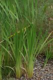 Typha &times; glauca