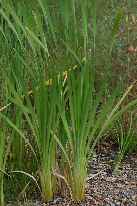 Изображение особи Typha &times; glauca.