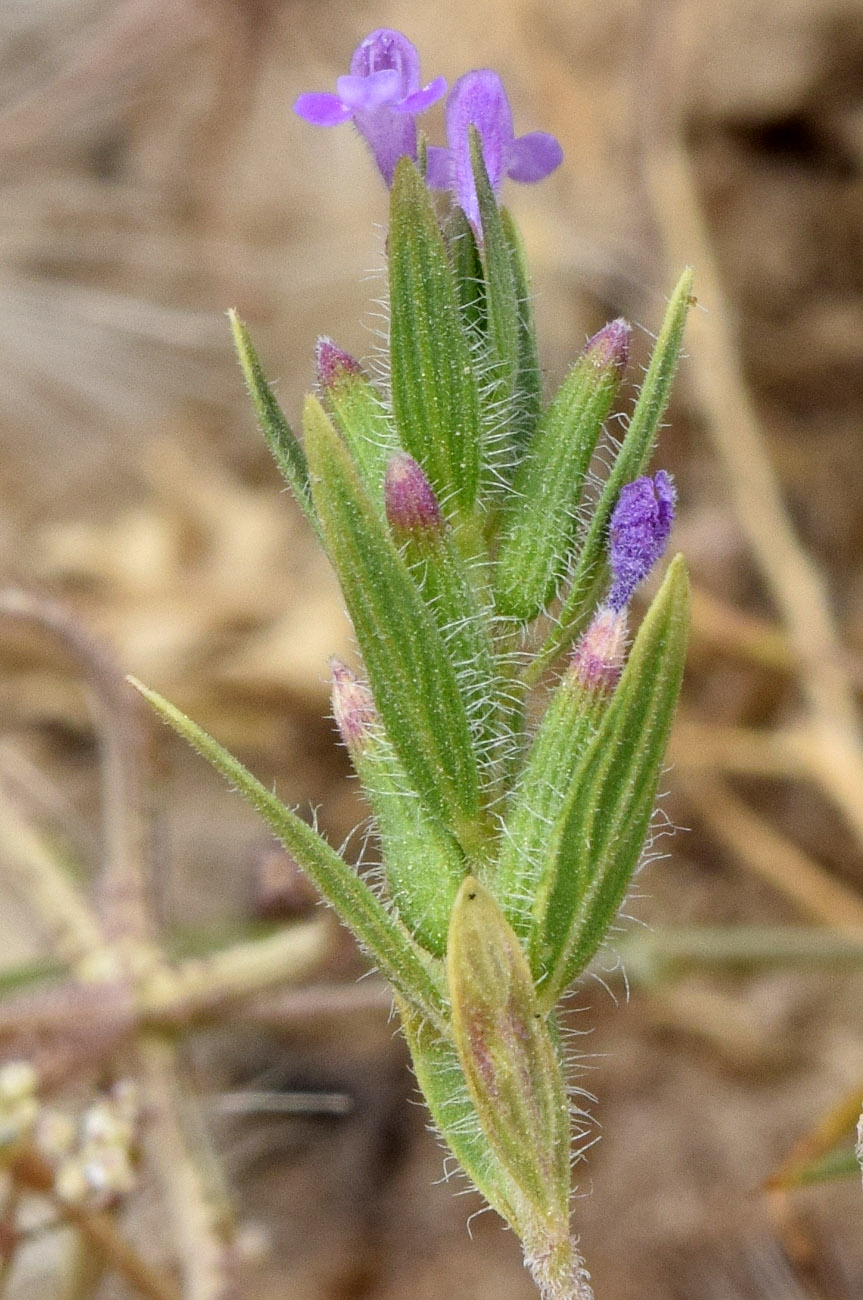 Image of Ziziphora tenuior specimen.