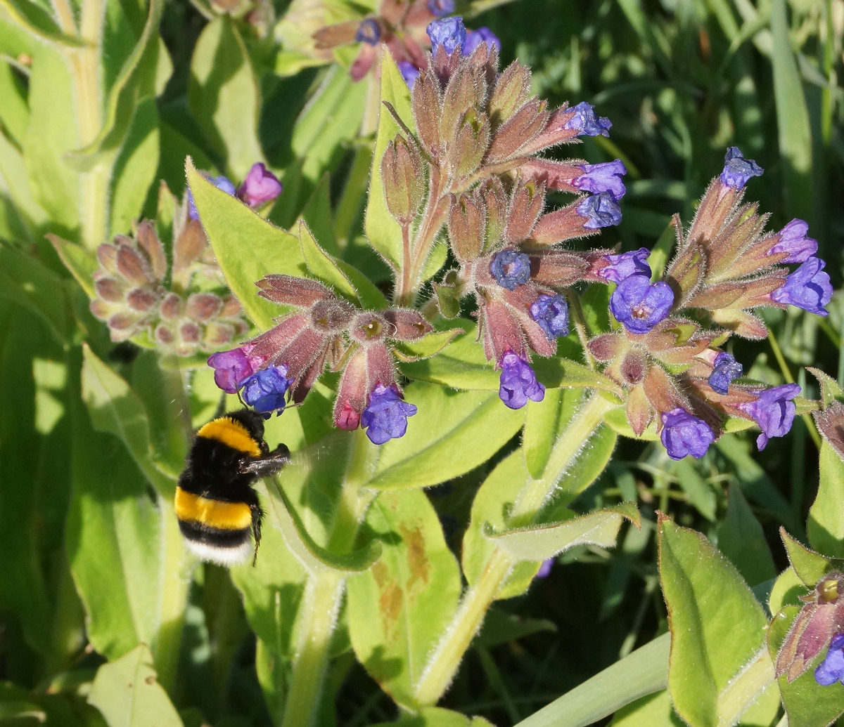 Изображение особи Pulmonaria mollis.