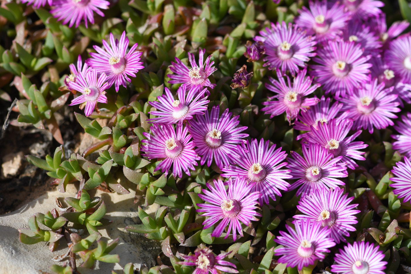 Image of Ruschia lineolata specimen.