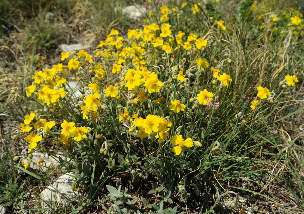 Image of Helianthemum orientale specimen.