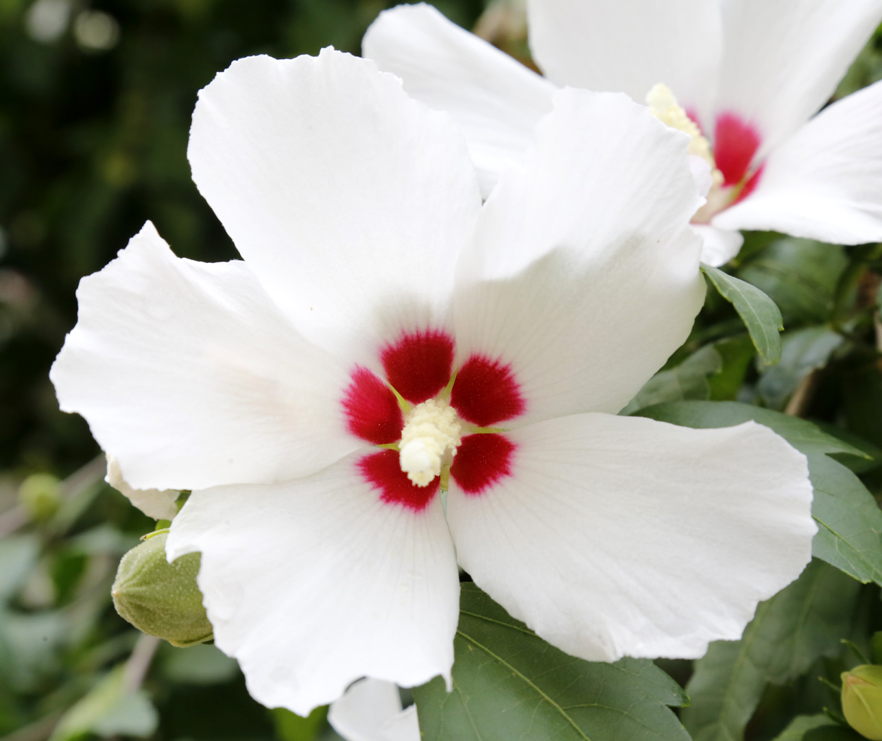 Image of Hibiscus syriacus specimen.