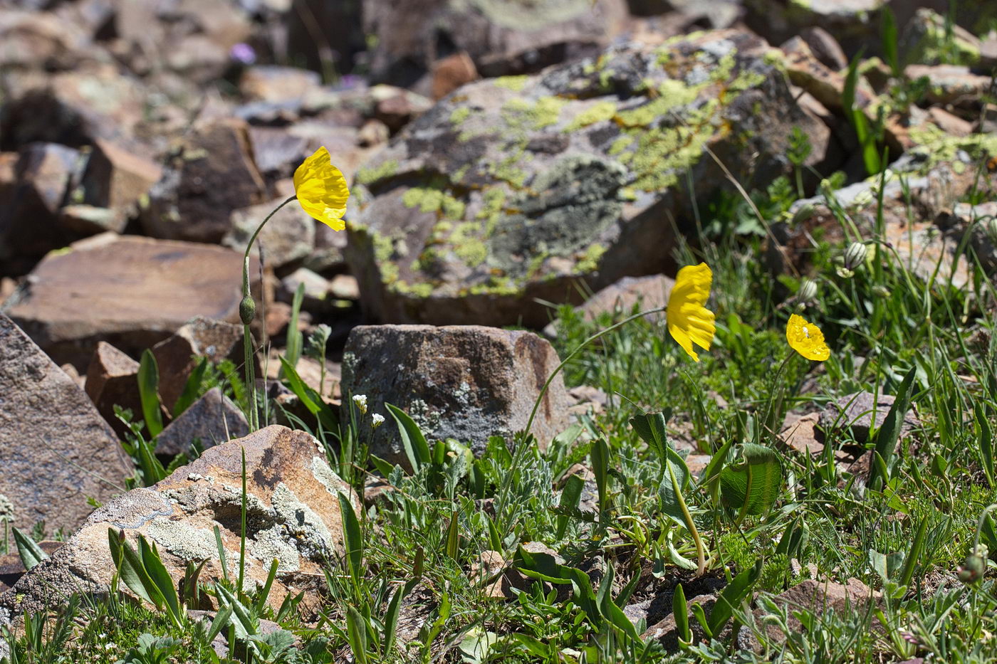 Image of Papaver croceum specimen.