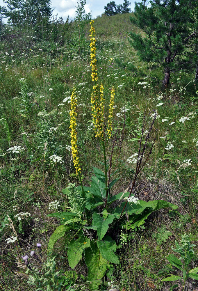 Изображение особи Verbascum nigrum.