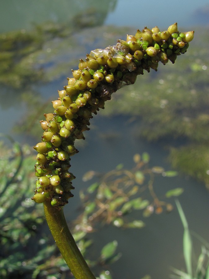 Изображение особи Potamogeton nodosus.