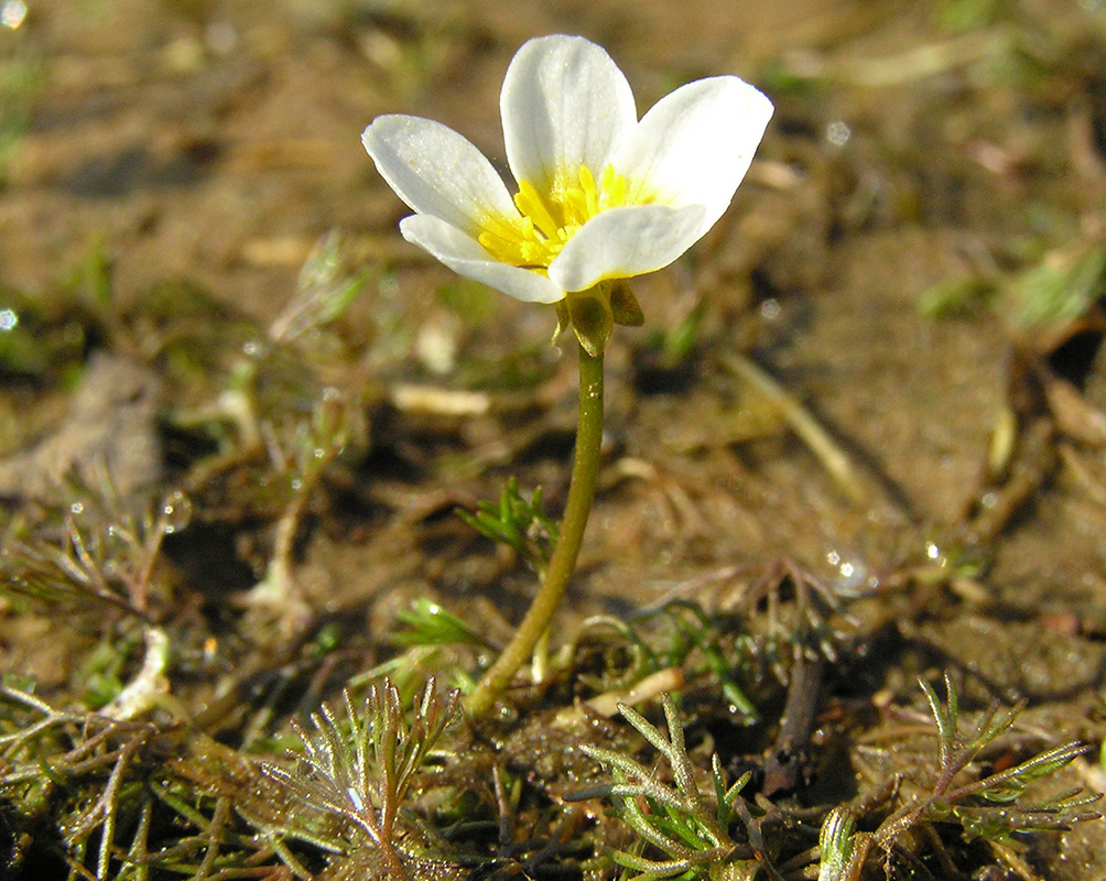 Image of genus Batrachium specimen.