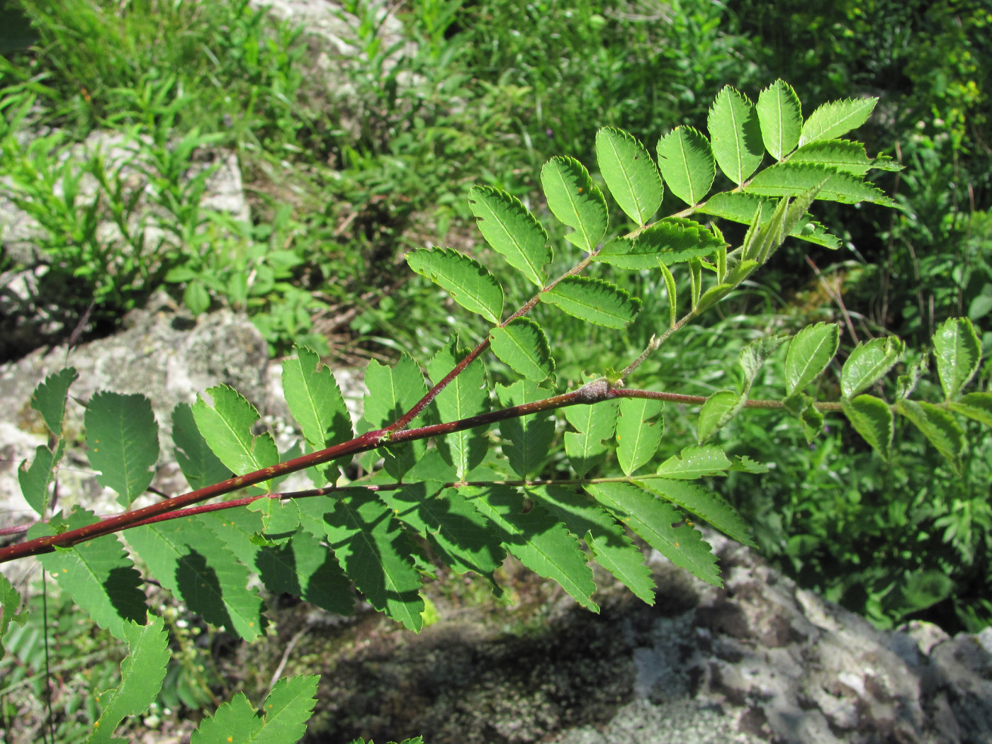 Изображение особи Sorbus aucuparia.