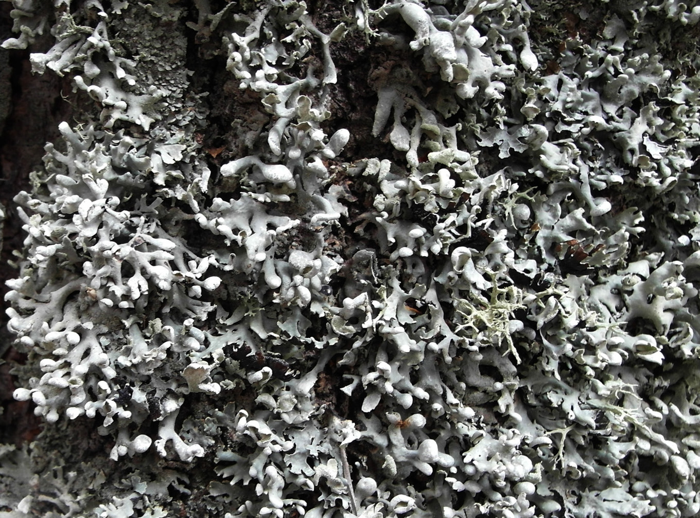 Image of Hypogymnia physodes specimen.