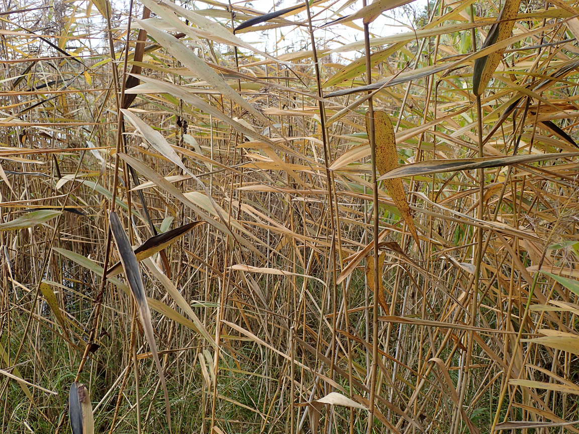 Изображение особи Phragmites australis.