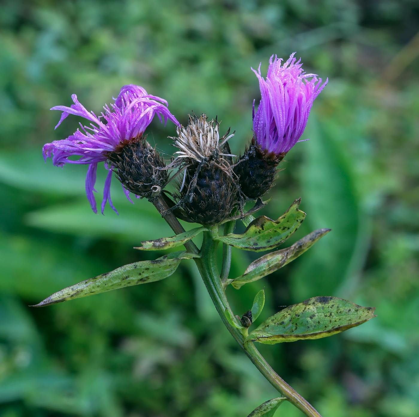 Image of Centaurea phrygia specimen.