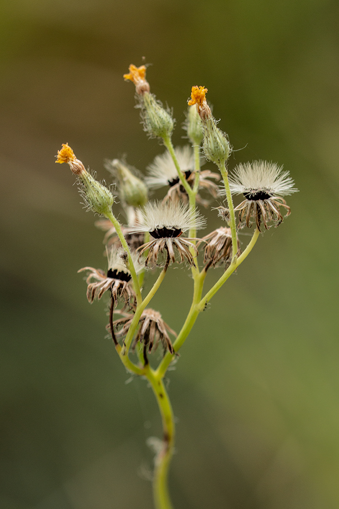Image of genus Pilosella specimen.