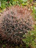 Ferocactus fordii. Вегетирующее растение. США, Калифорния, Санта-Барбара, ботанический сад. 27.02.2017.