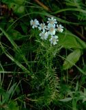 Achillea impatiens