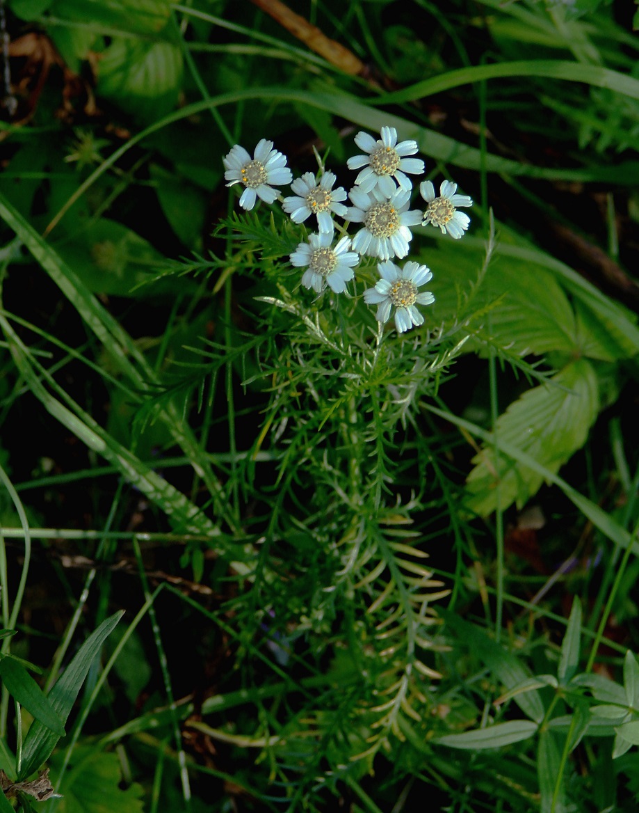 Изображение особи Achillea impatiens.