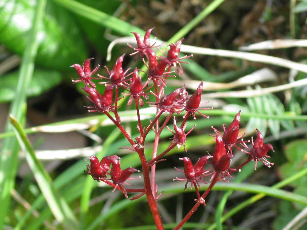 Image of Micranthes purpurascens specimen.