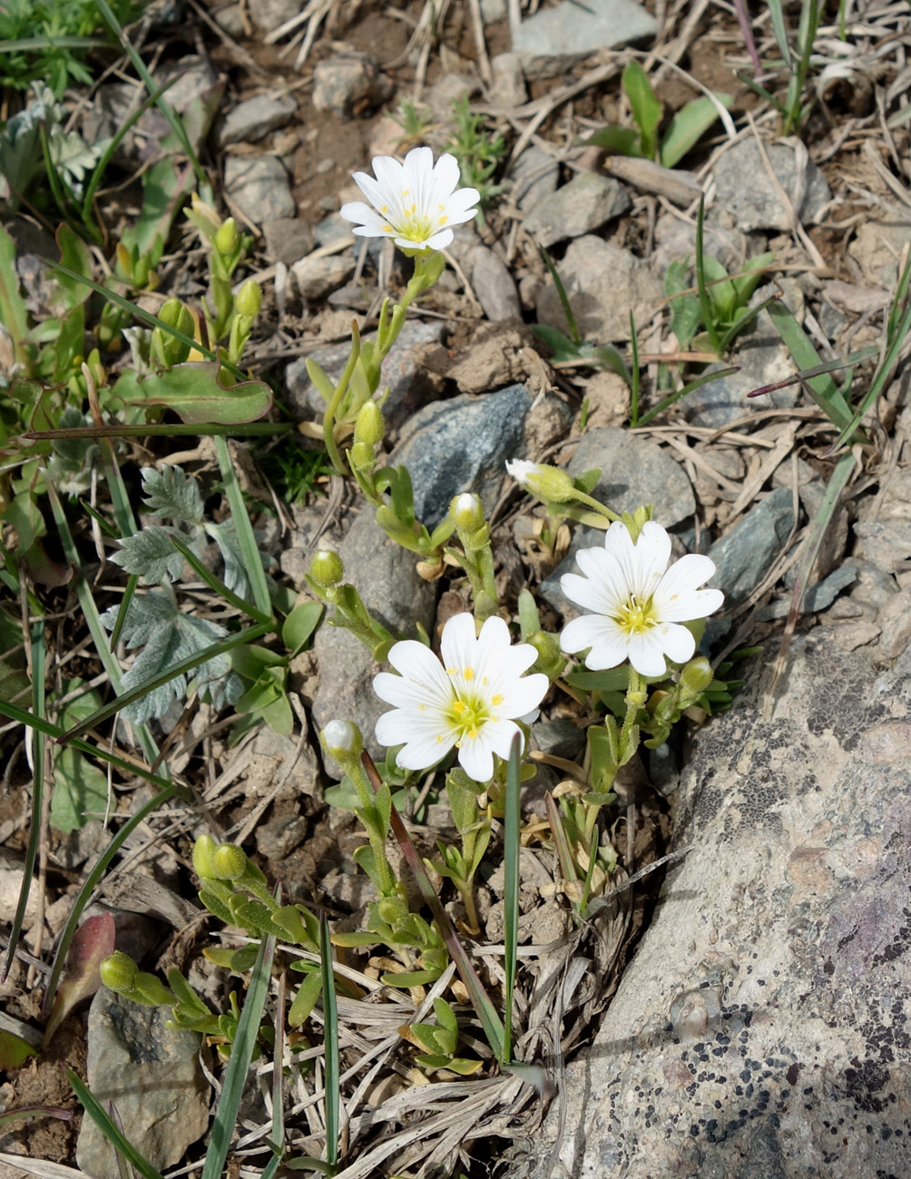 Изображение особи Dichodon cerastoides.