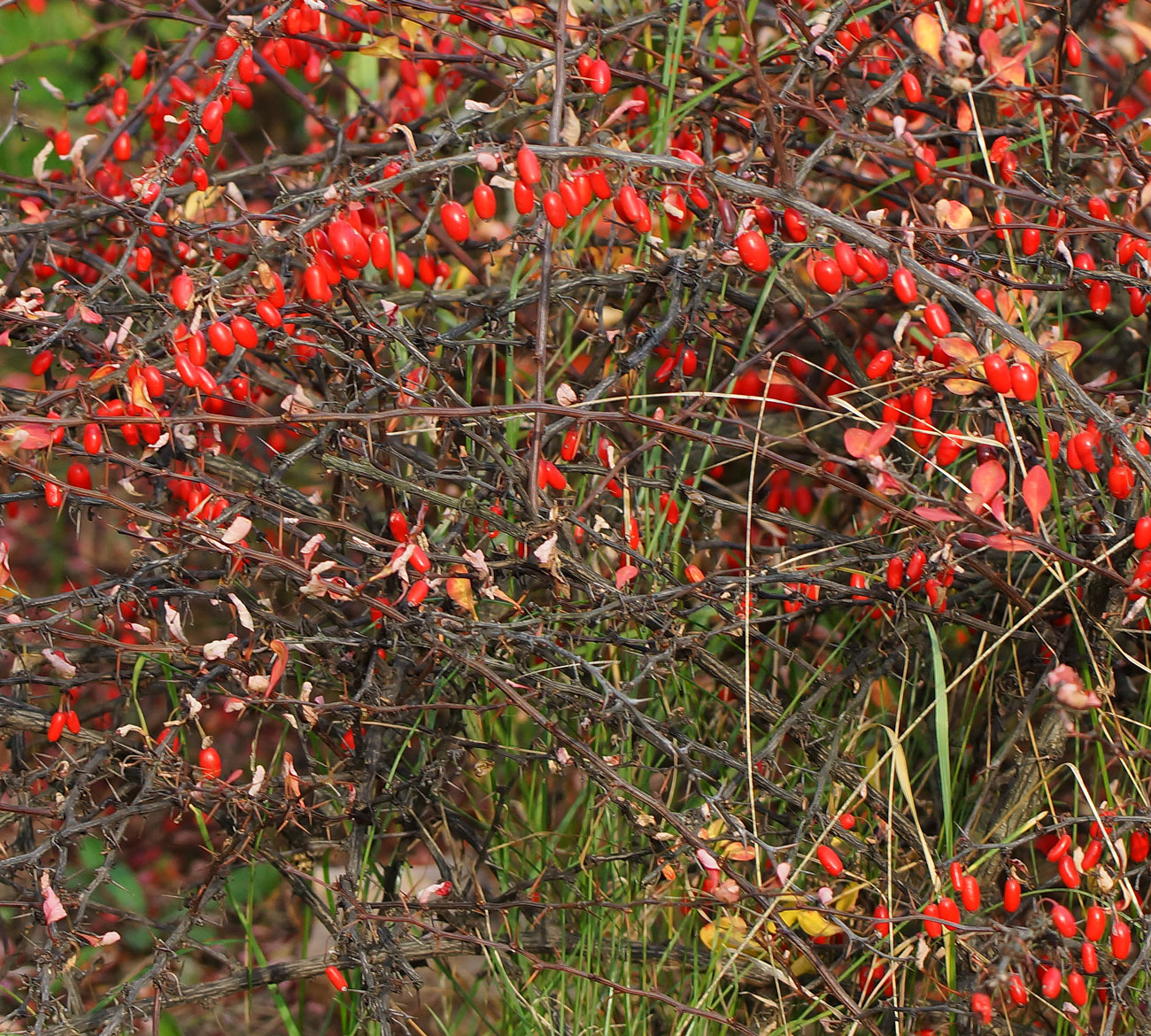 Изображение особи Berberis thunbergii.