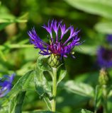 Centaurea montana