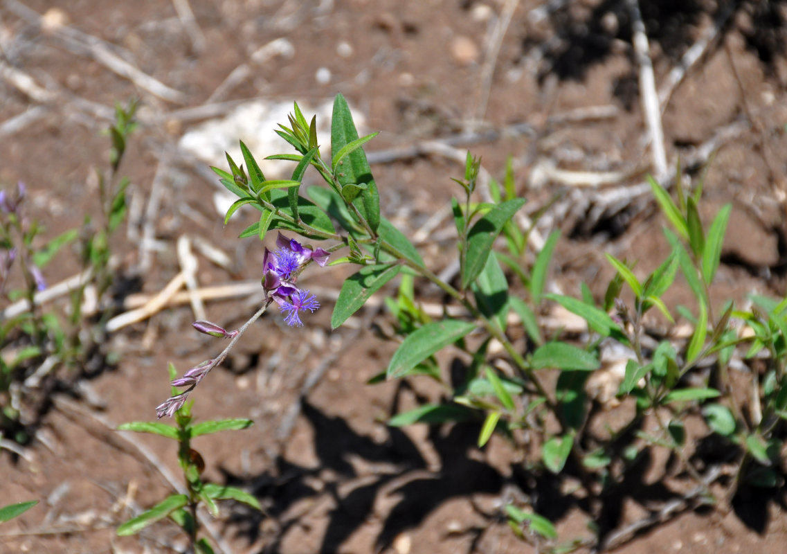 Image of Polygala sibirica specimen.