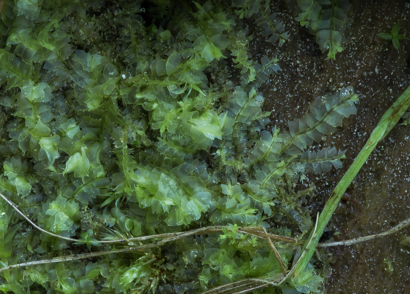 Image of Chiloscyphus profundus specimen.