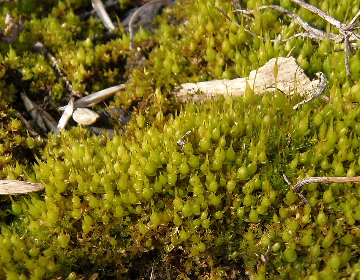 Image of familia Funariaceae specimen.