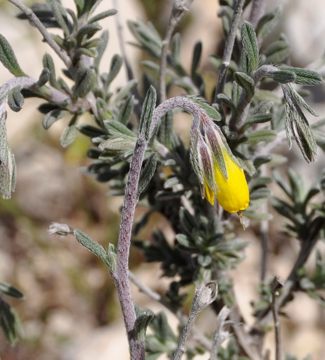 Изображение особи Onosma fruticosa.