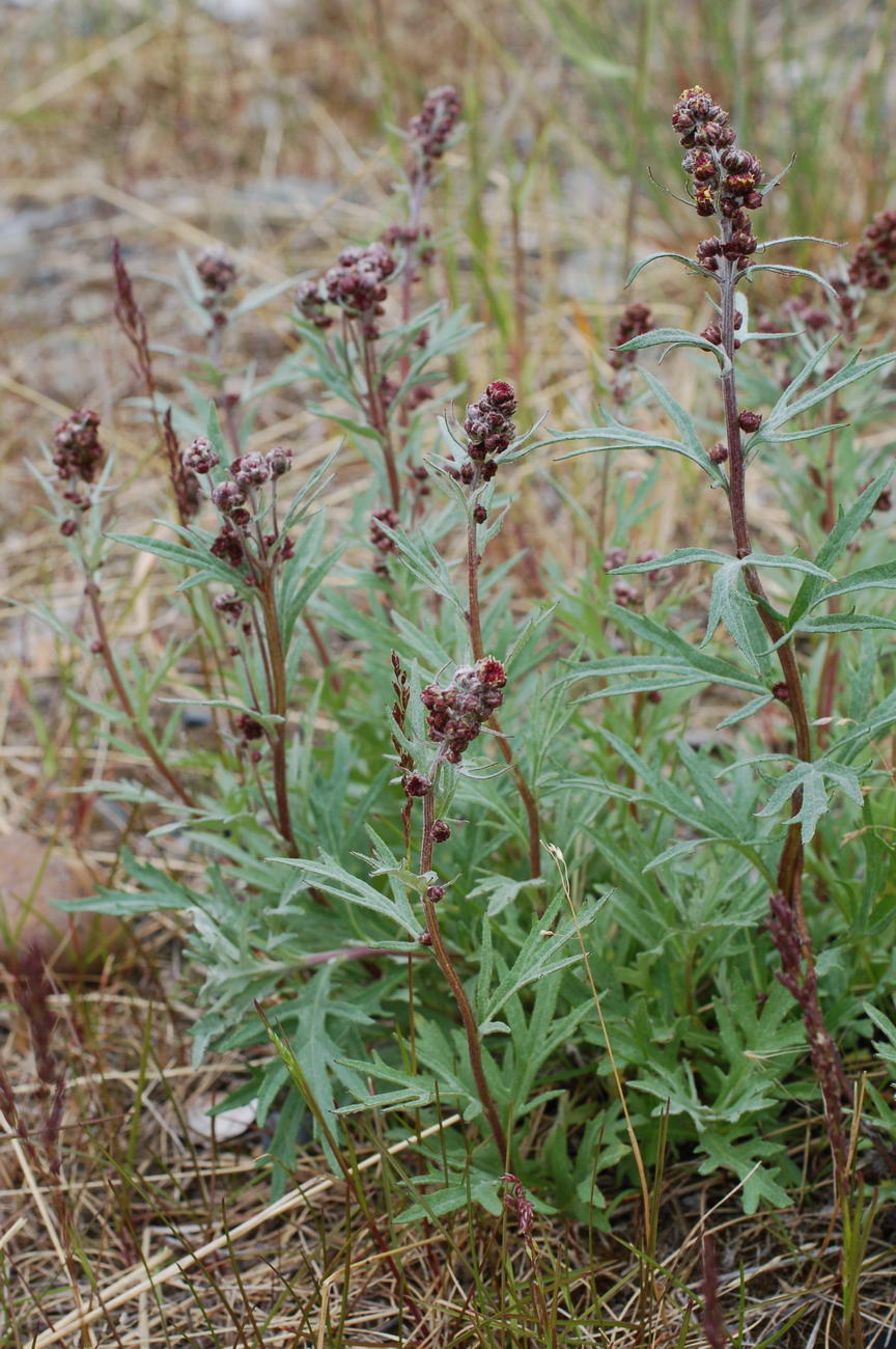 Image of Artemisia tilesii specimen.