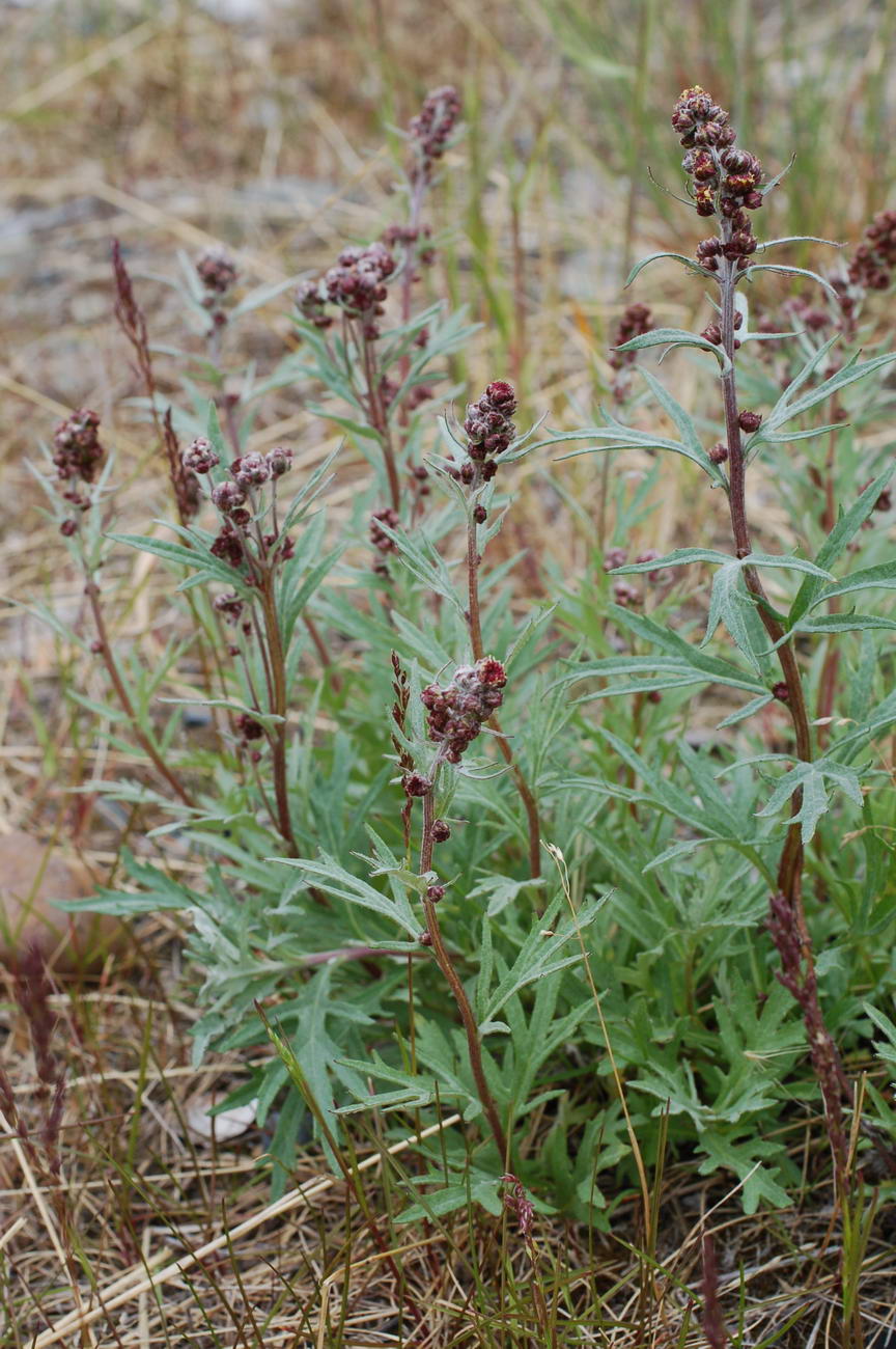 Изображение особи Artemisia tilesii.