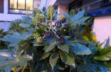 Fatsia japonica. Верхушка плодоносящего растения. Франция, регион Иль-де-Франс, г. Леваллуа-Перре, ул. Вилье (Rue de Villiers), в культуре. 24.02.2020.