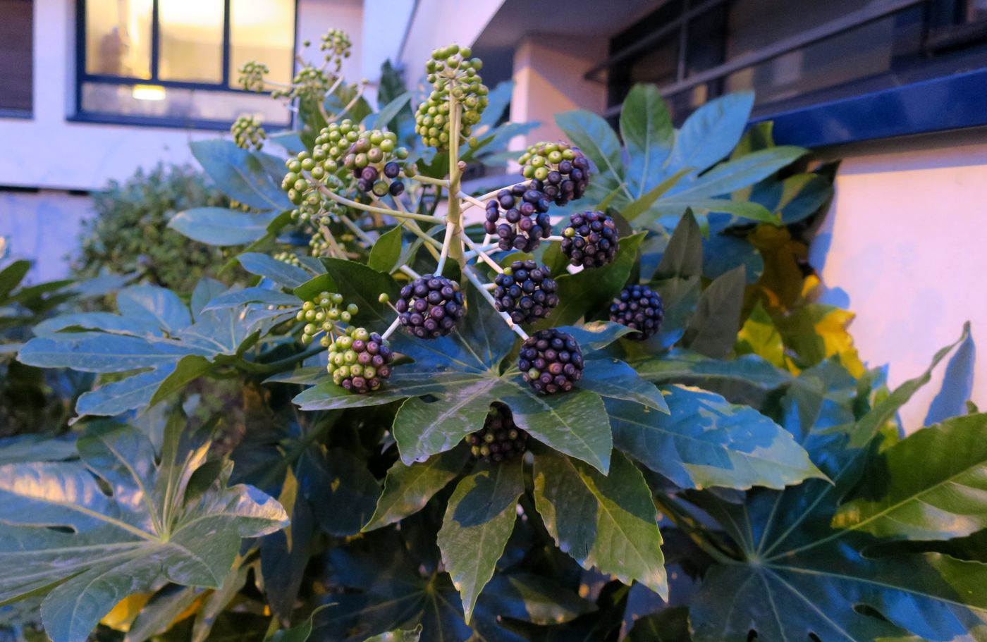 Image of Fatsia japonica specimen.