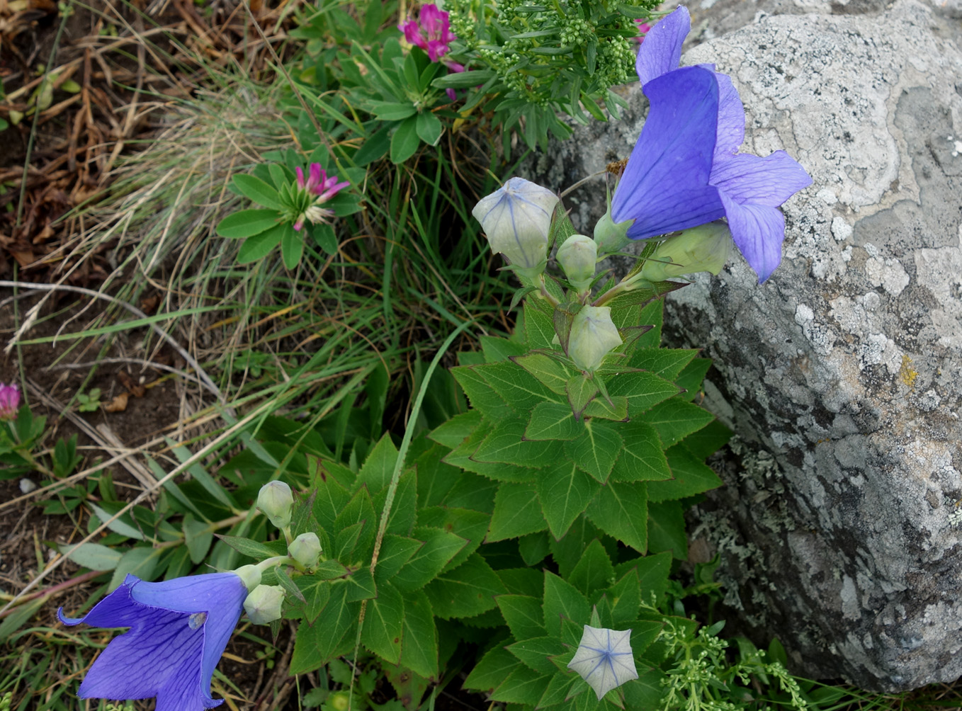 Изображение особи Platycodon grandiflorus.