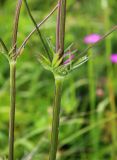 genus Valeriana