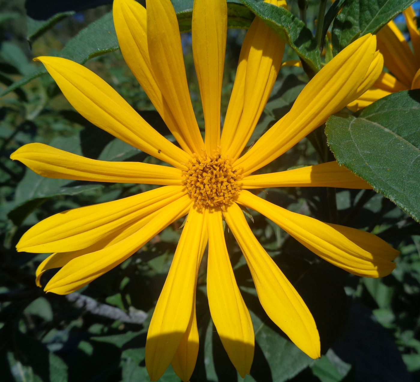 Image of Helianthus tuberosus specimen.