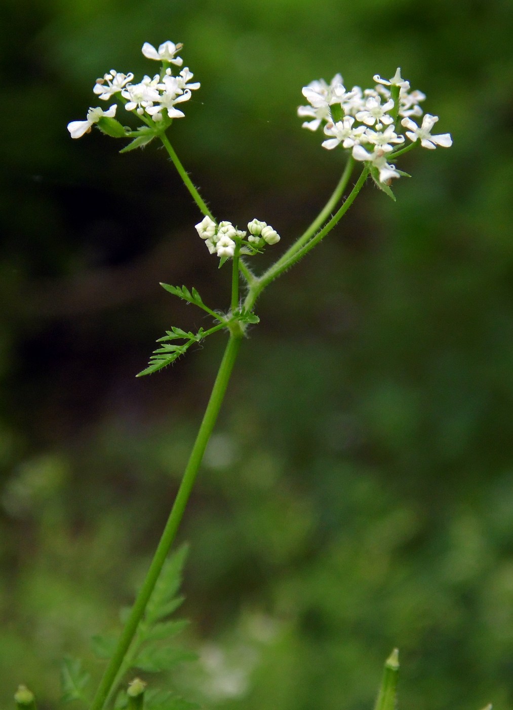 Image of Anthriscus cerefolium specimen.