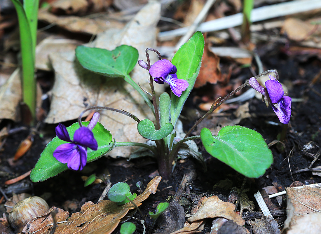 Image of Viola phalacrocarpa specimen.